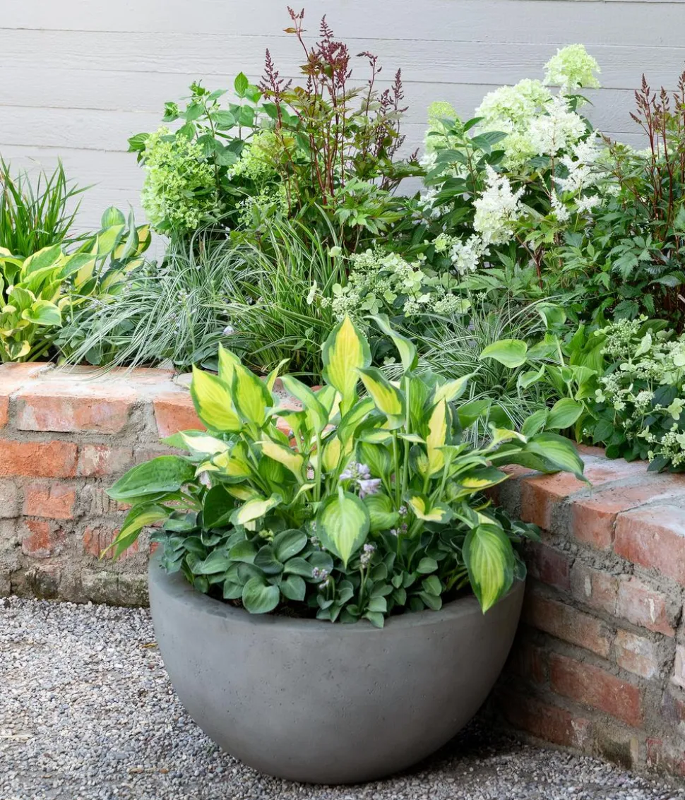 Rispen-Hortensie 'Magical Candle'