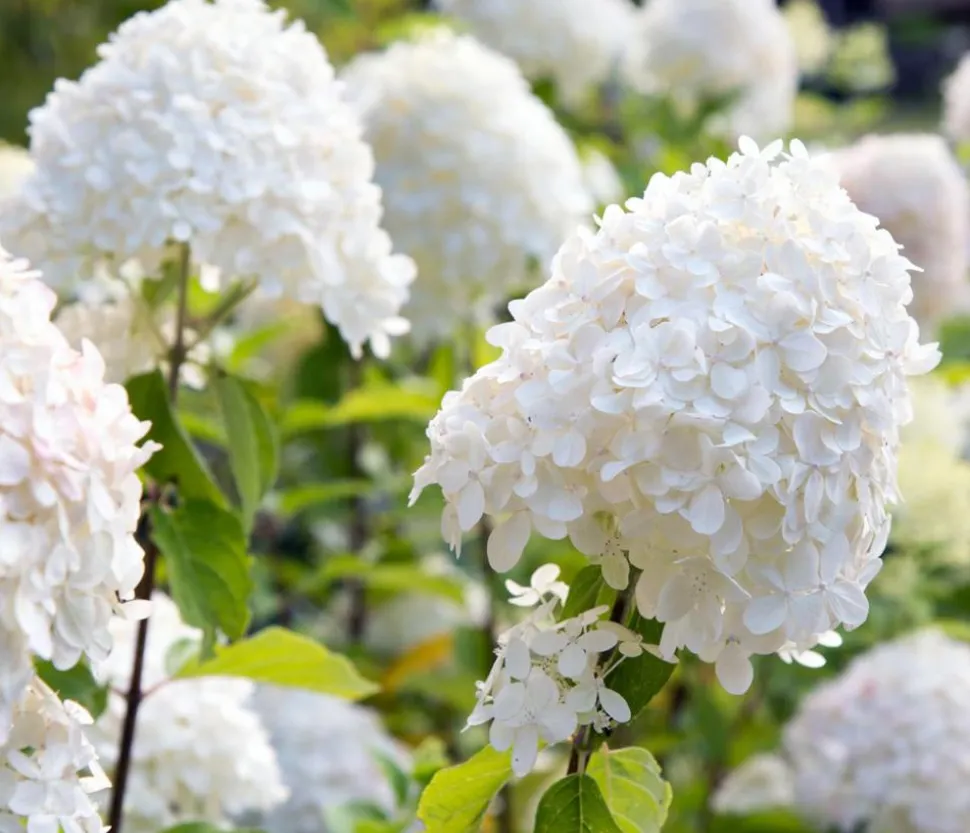 Rispen-Hortensie 'Magical Fire'