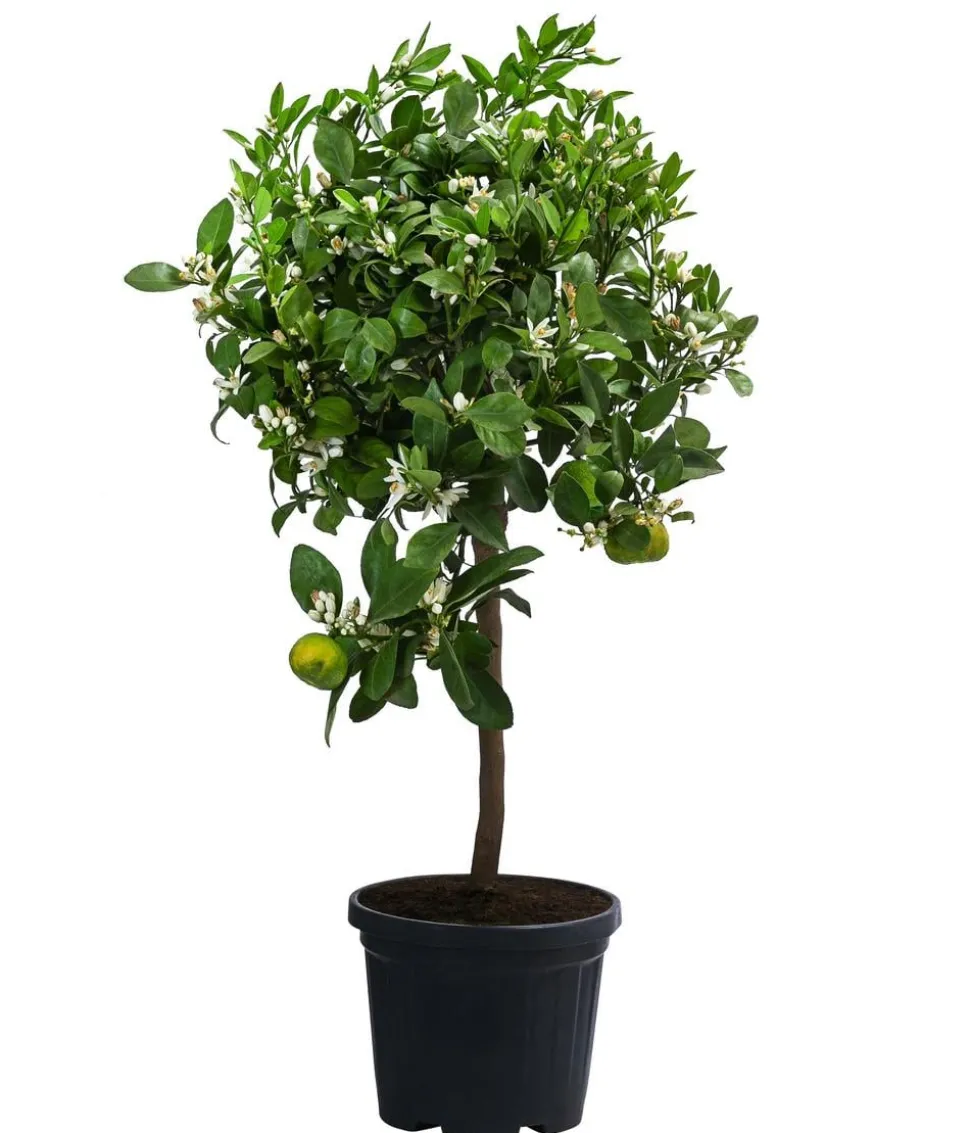Römische Limette 'Pursha'