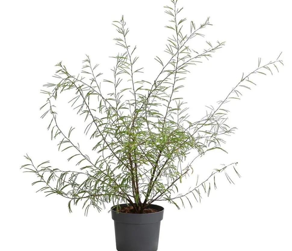 Rosa Puderquastenstrauch