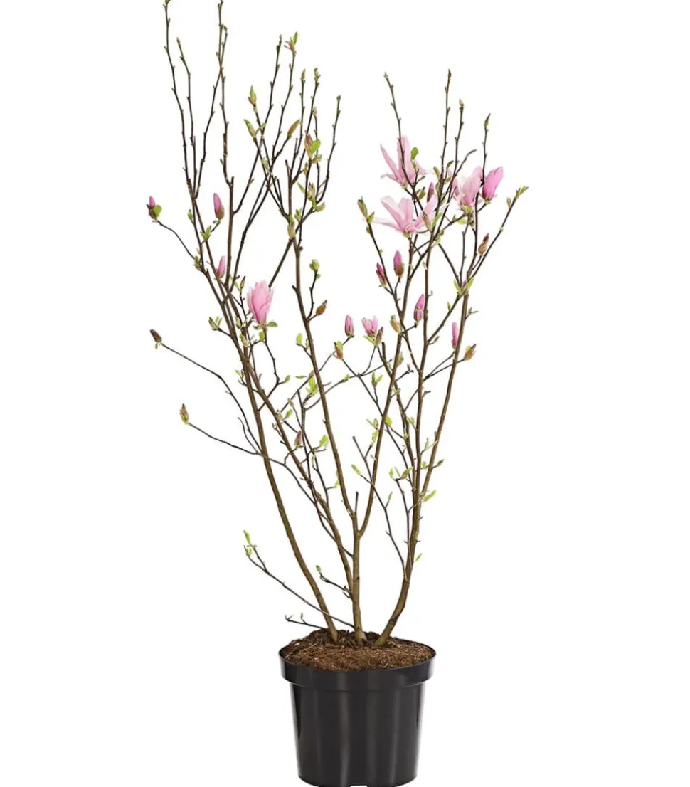 Rosa Stern-Magnolie 'George Henry Kern'