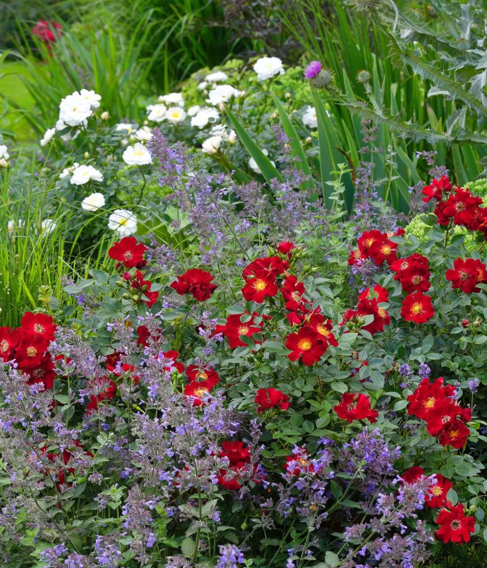 Rosen-Set Insektenfreundlich, 3-teilig