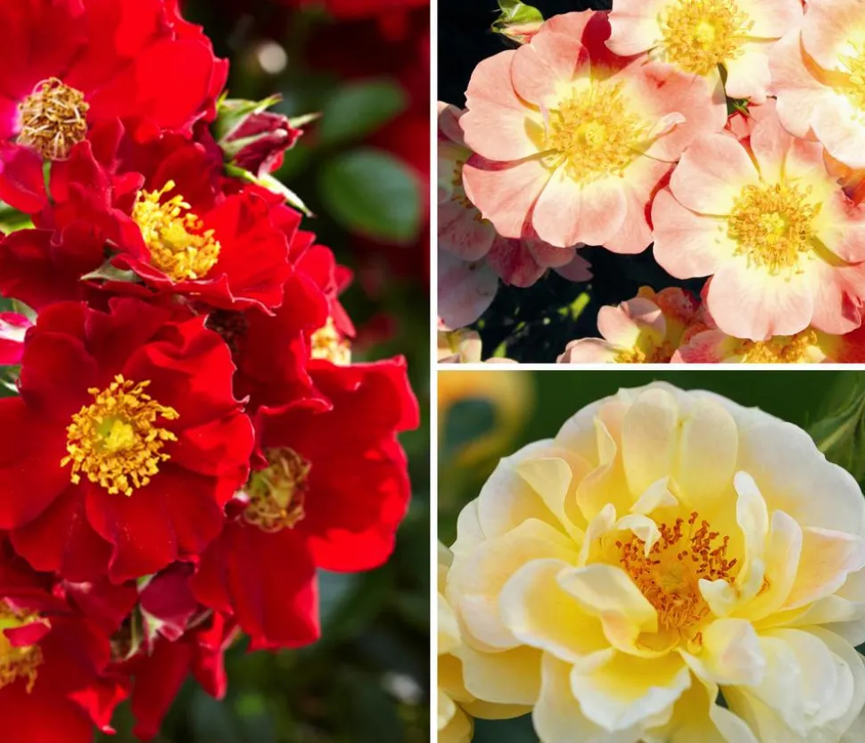 Rosen-Set Insektenfreundlich, 3-teilig