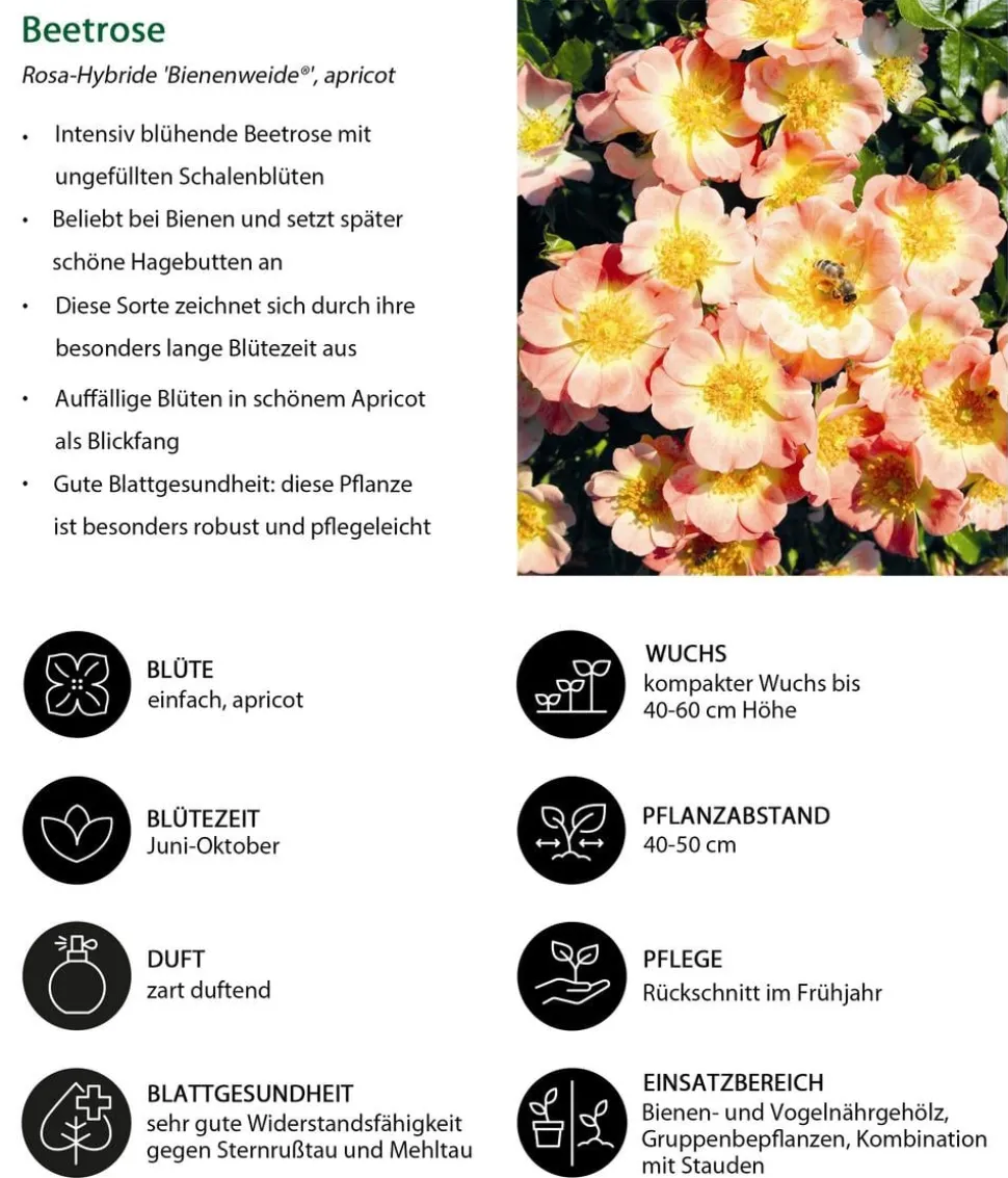 Rosen-Set Insektenfreundlich, 3-teilig
