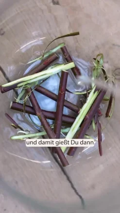 Rotkätzchen-Weide, Stämmchen