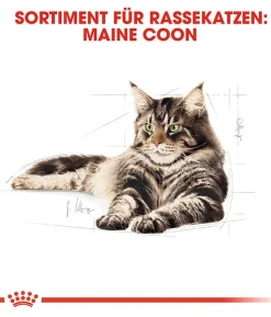 ROYAL CANIN® Nassfutter für Katzen Maine Coon Adult in Soße, 12 x 85 g