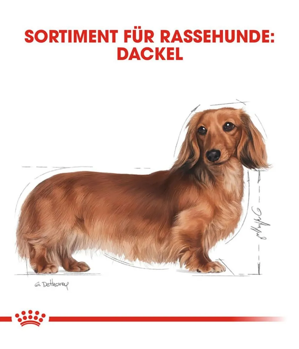 ROYAL CANIN® Trockenfutter für Hunde Dachshund Adult