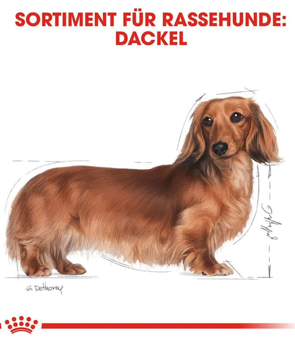 ROYAL CANIN® Trockenfutter für Hunde Dachshund Adult