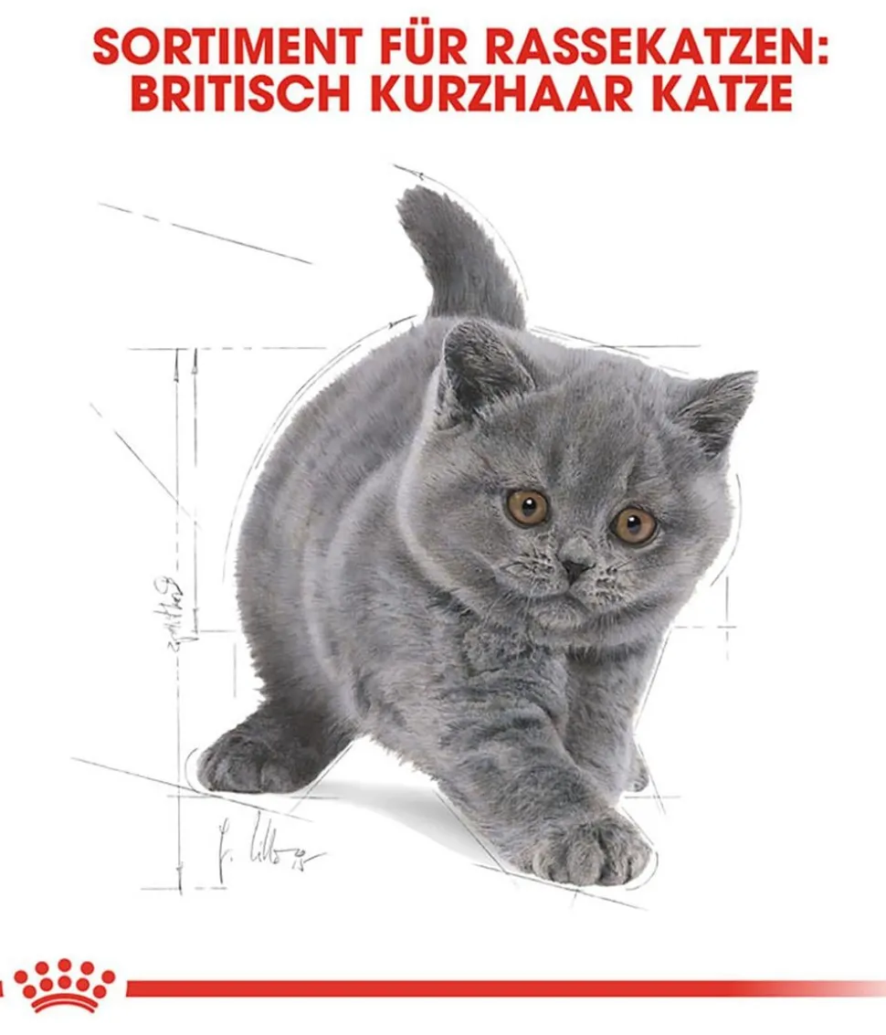 ROYAL CANIN® Trockenfutter für Katzen British Shorthair Kitten