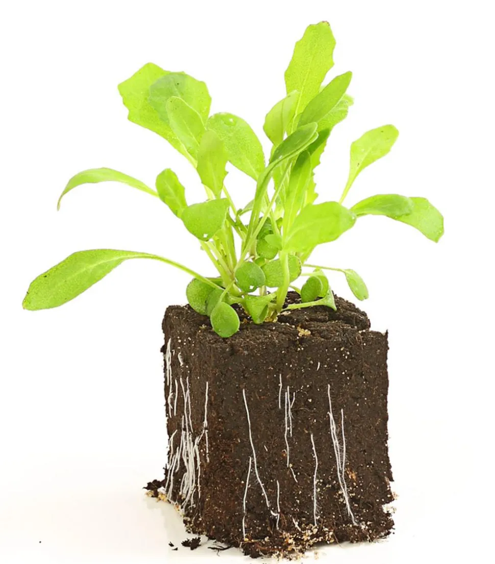 Rucola, 12er Schale