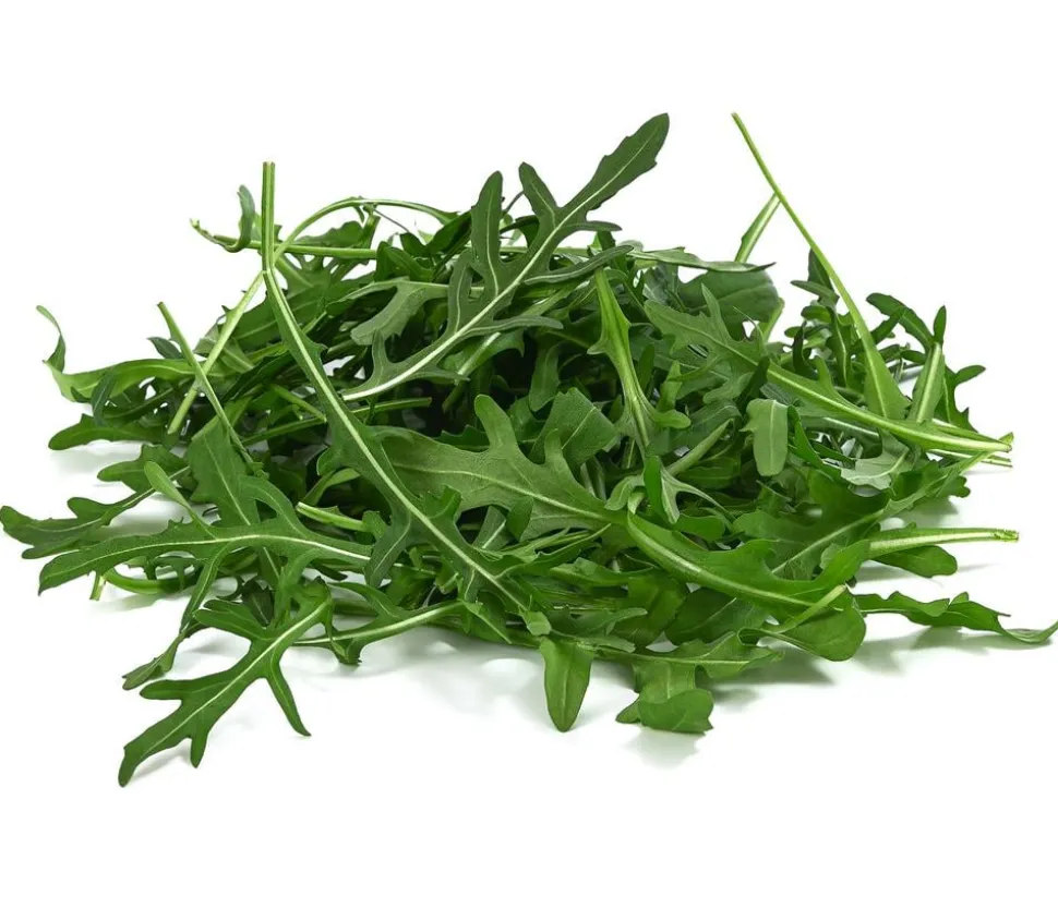 Rucola, 12er Schale
