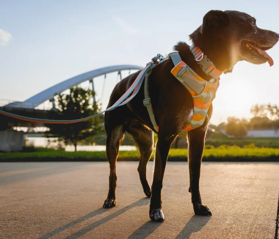 RUFFWEAR® Hundegeschirr Front Range®