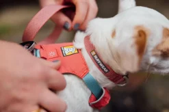 RUFFWEAR® Hundehalsband Hi & Light™ Collar