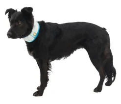RUFFWEAR® kühlendes Hundehalstuch Swamp Cooler™