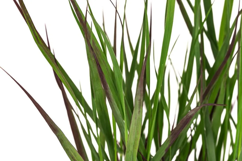Rutenhirse 'Cheyenne Sky®'