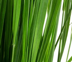 Rutenhirse 'Northwind'