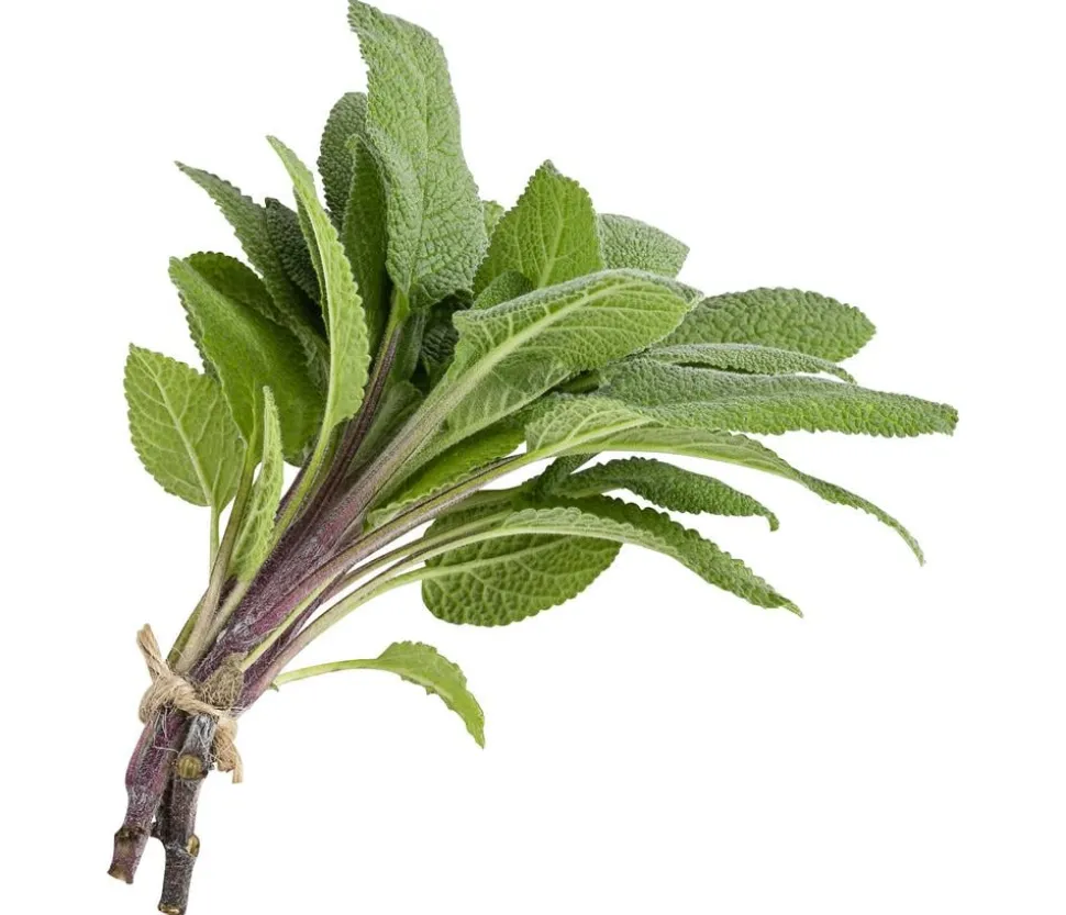 Salbei