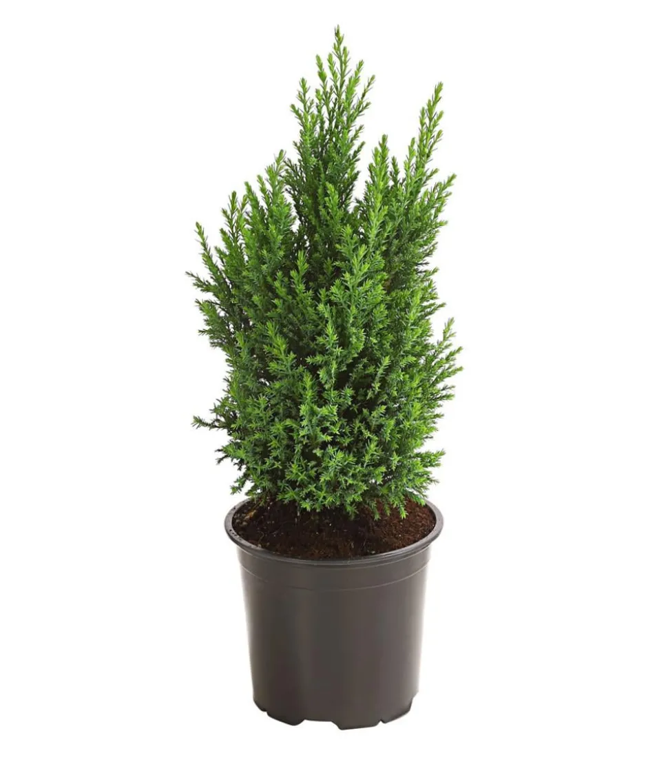 Scheinzypresse 'Ellwoodii'