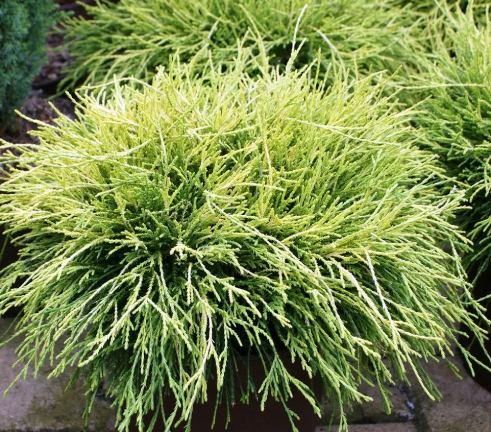 Scheinzypresse 'Filifera Sungold'