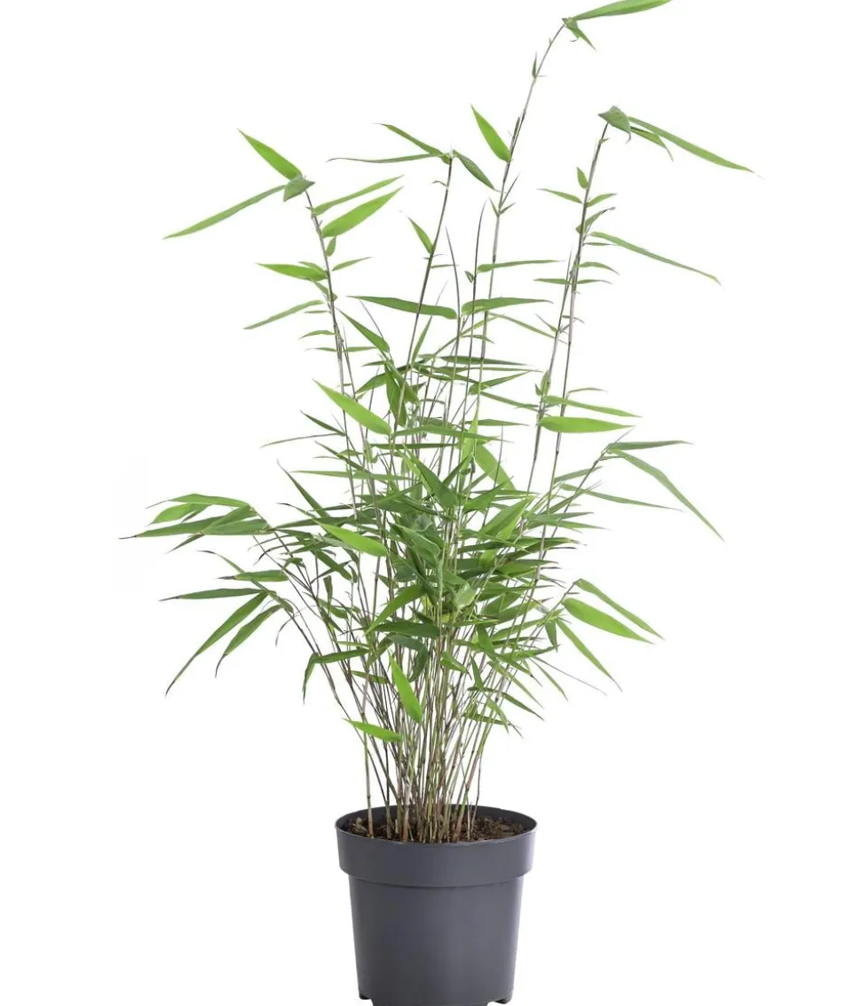 Schirmbambus 'Fargesia rufa'