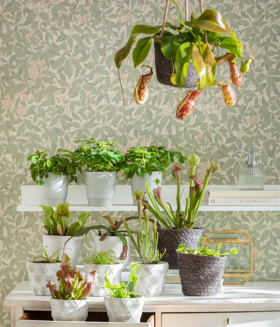 Schlauchpflanze - Sarracenia Hybride