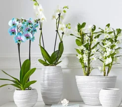 Schmetterlingsorchidee - Phalaenopsis cultivars 'Blue Wonder'
