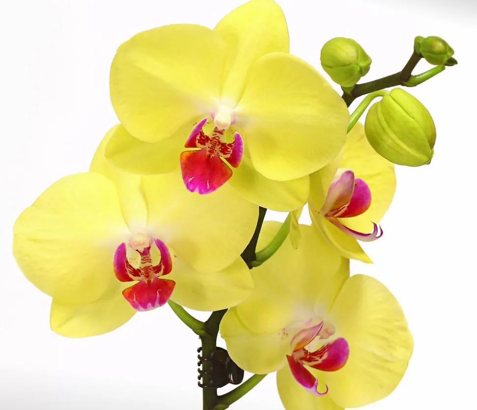 Schmetterlingsorchidee - Phalaenopsis cultivars, zweitriebig