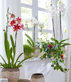 Schmetterlingsorchidee - Phalaenopsis cultivars, zweitriebig, großblütig