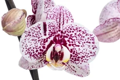 Schmetterlingsorchidee - Phalaenopsis cultivars 'Crossing', verschiedene Farben