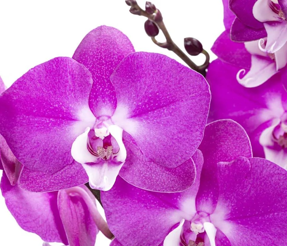 Schmetterlingsorchidee - Phalaenopsis cultivars 'Sesame'