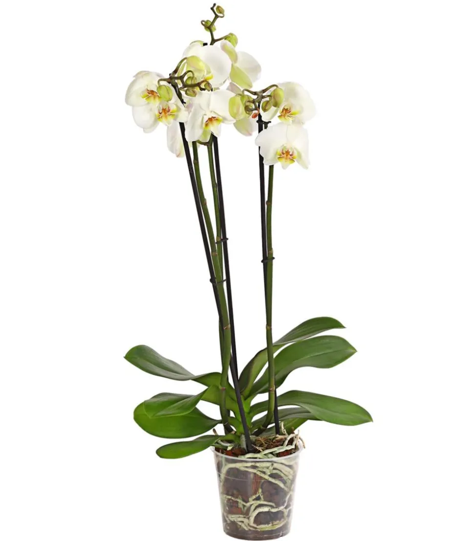 Schmetterlingsorchidee - Phalaenopsis cultivars, weiß