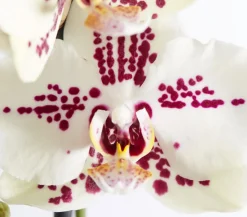Schmetterlingsorchidee - Phalaenopsis cultivars 'Signature Speechless Elegance'