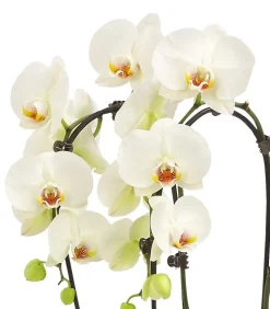 Schmetterlingsorchidee - Phalaenopsis cultivars 'Signature Speechless Elegance'