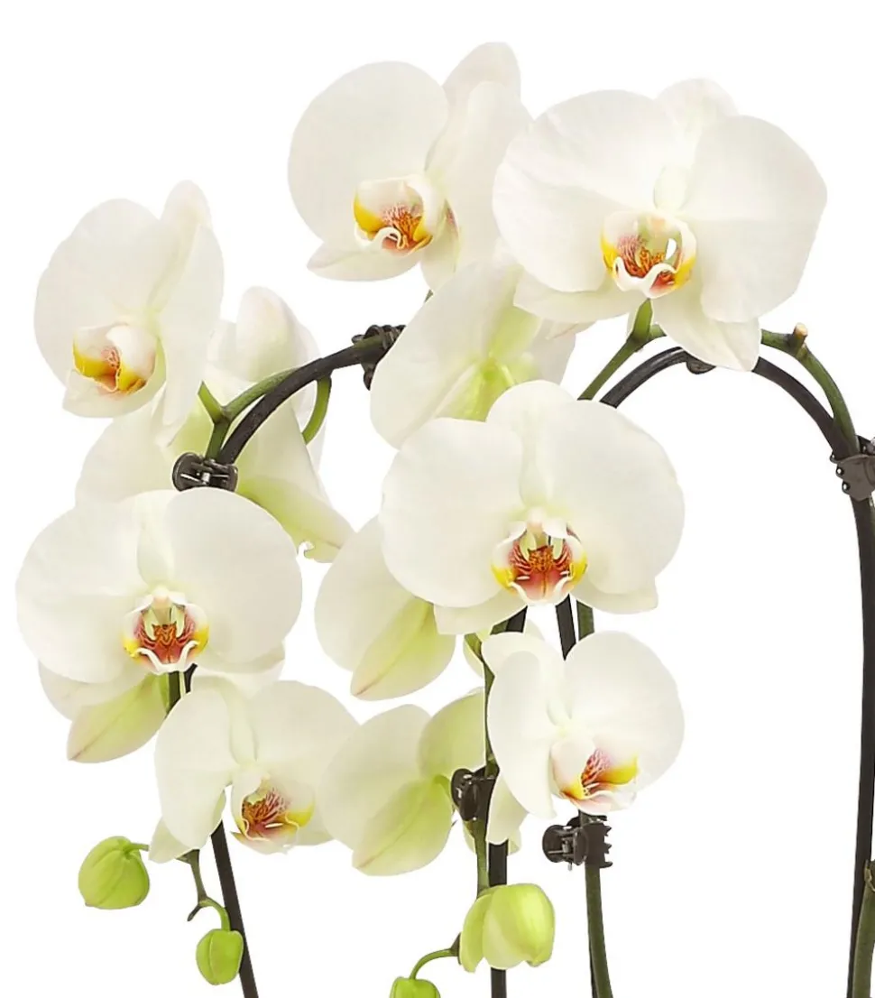 Schmetterlingsorchidee - Phalaenopsis cultivars 'Signature Speechless Elegance'