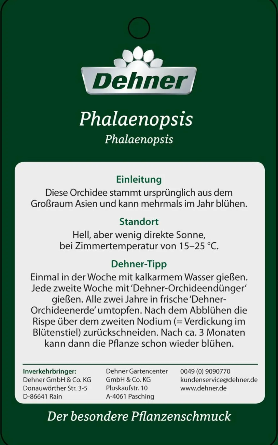 Schmetterlingsorchidee - Phalaenopsis cultivars, Bogen, verschiedene Sorten