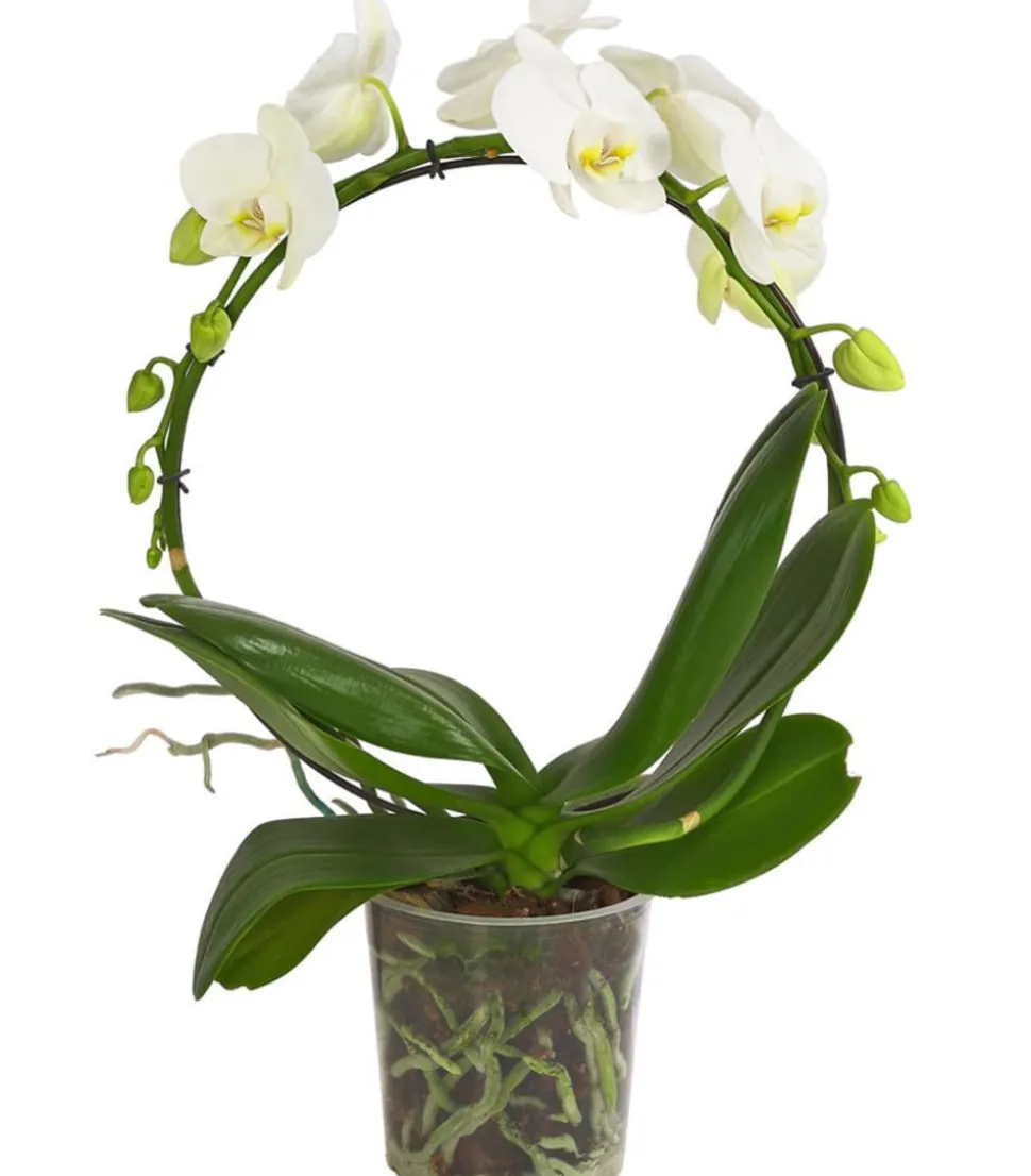 Schmetterlingsorchidee - Phalaenopsis cultivars, Bogen, verschiedene Sorten