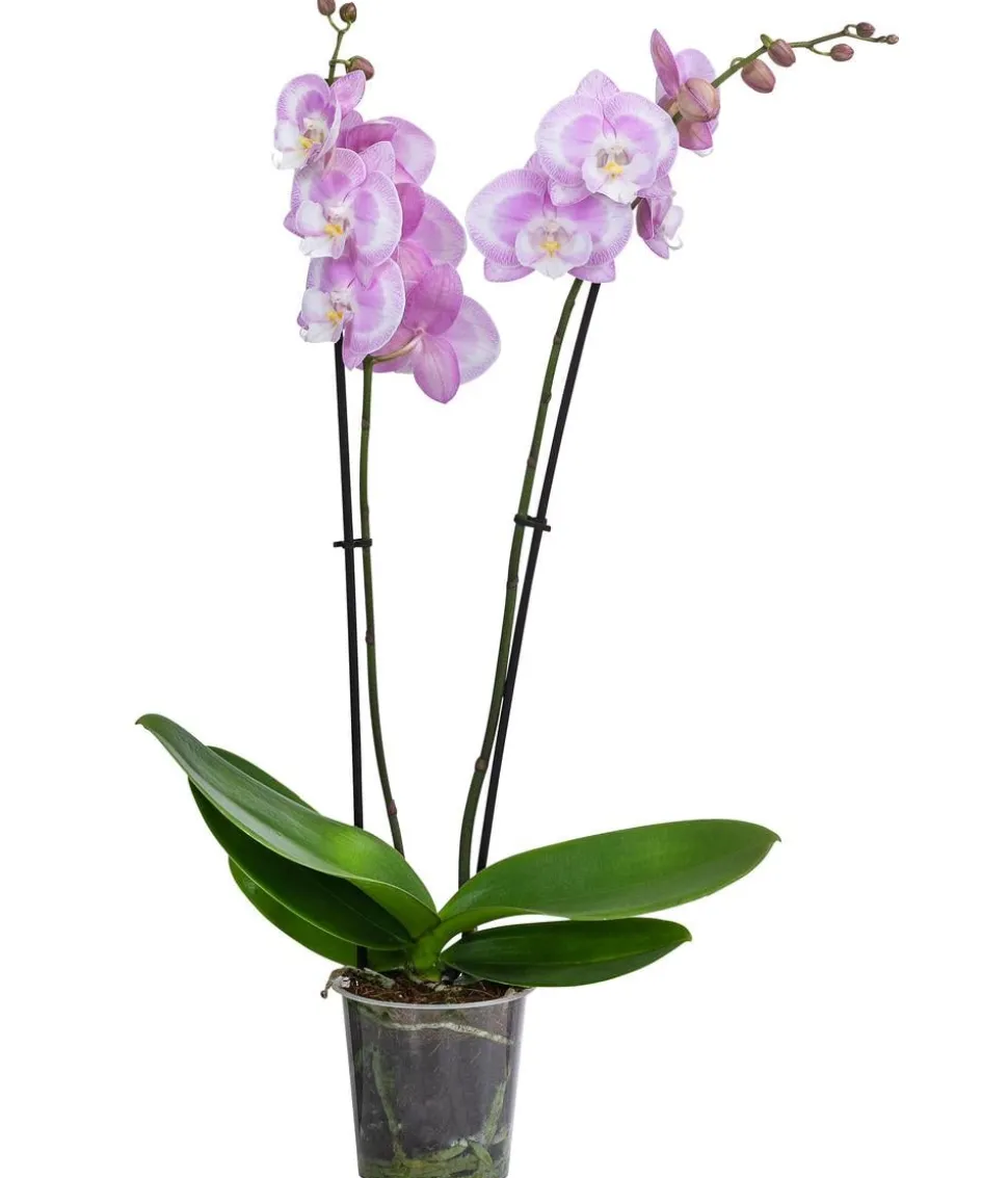 Schmetterlingsorchidee - Phalaenopsis cultivars, zweitriebig, großblütig