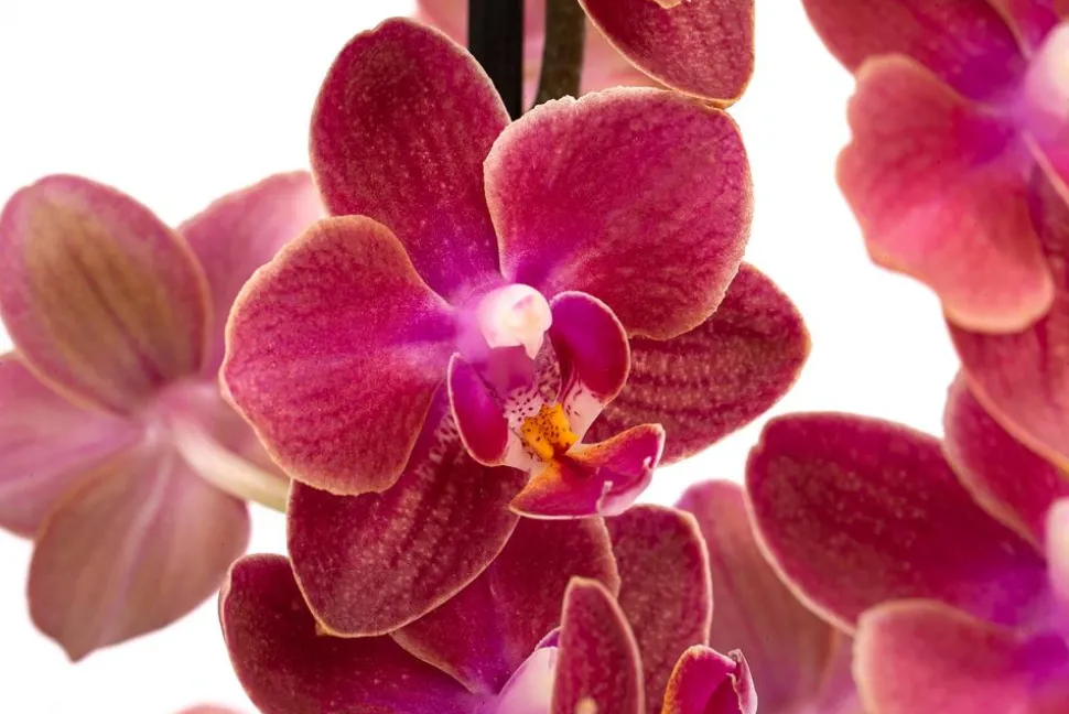 Schmetterlingsorchidee - Phalaenopsis cultivars 'Horizon'