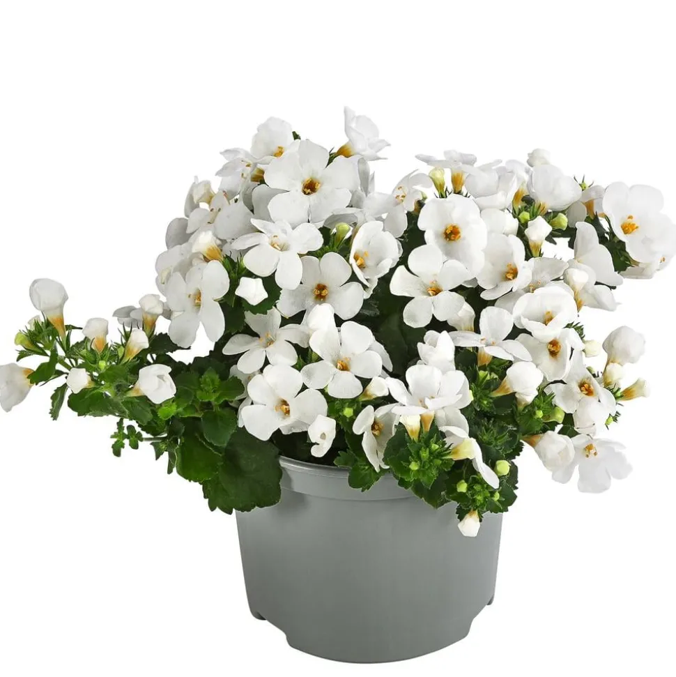 Schneeflockenblume