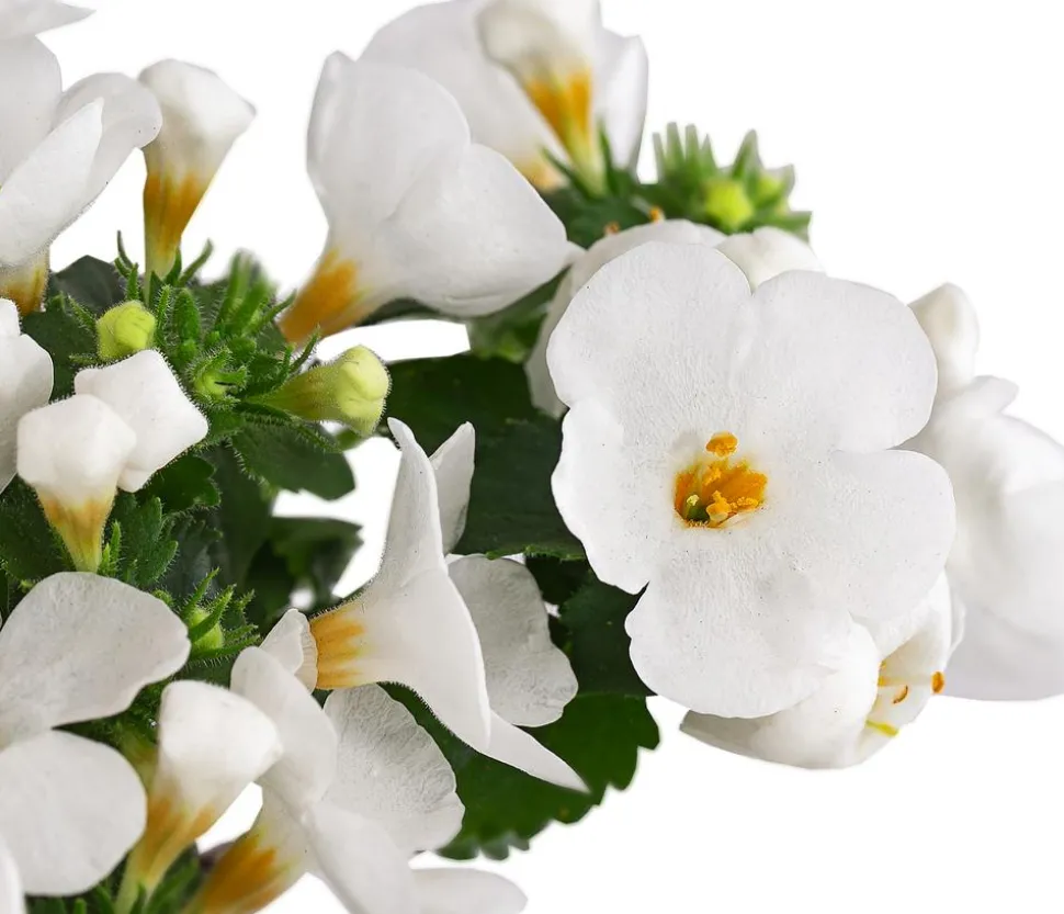 Schneeflockenblume