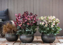 Schneerose 'Ice N' Roses® Red' - Helleborus Gold Collection®
