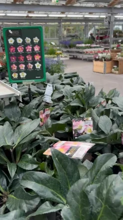 Schneerose 'Ice N' Roses® Red' - Helleborus Gold Collection®