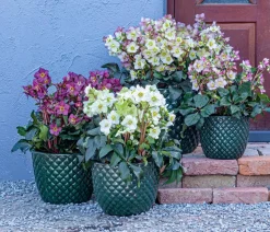 Schneerose 'Ice N' Roses® Rose' - Helleborus Gold Collection®