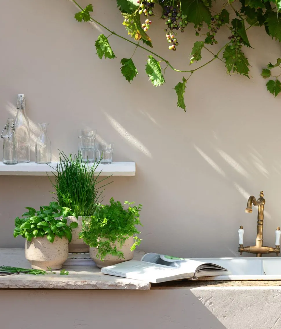 Schnittlauch