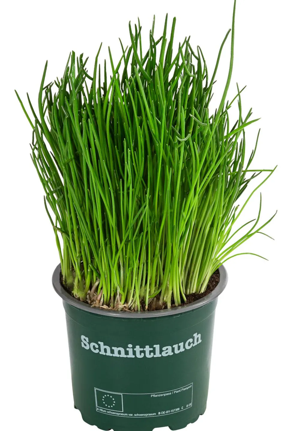 Schnittlauch