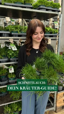 Schnittlauch, 20er Schale