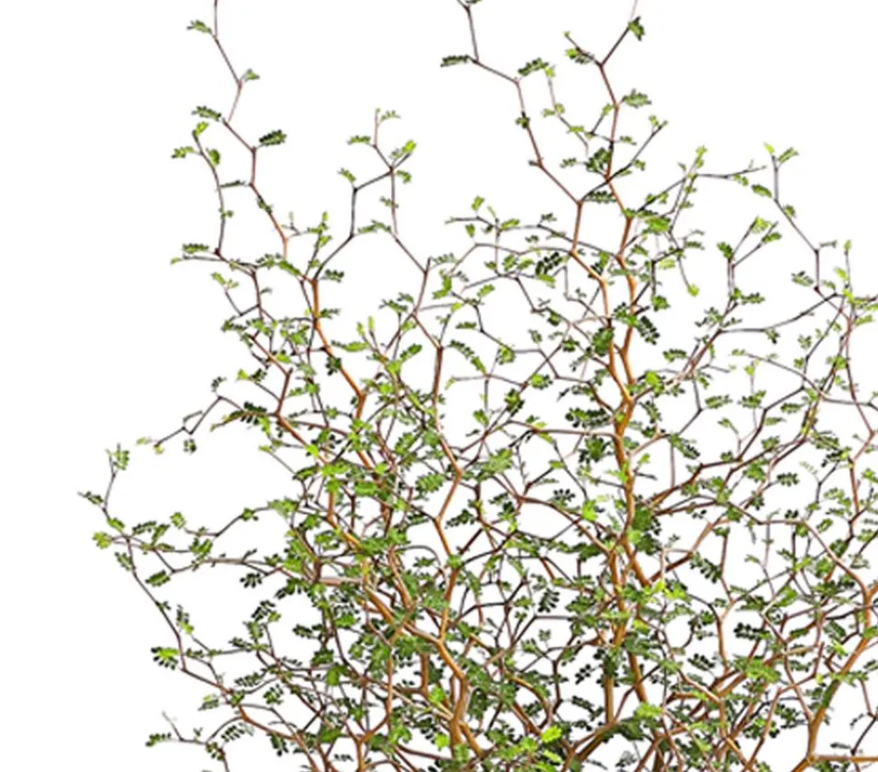 Schnurbaum 'Little Baby'
