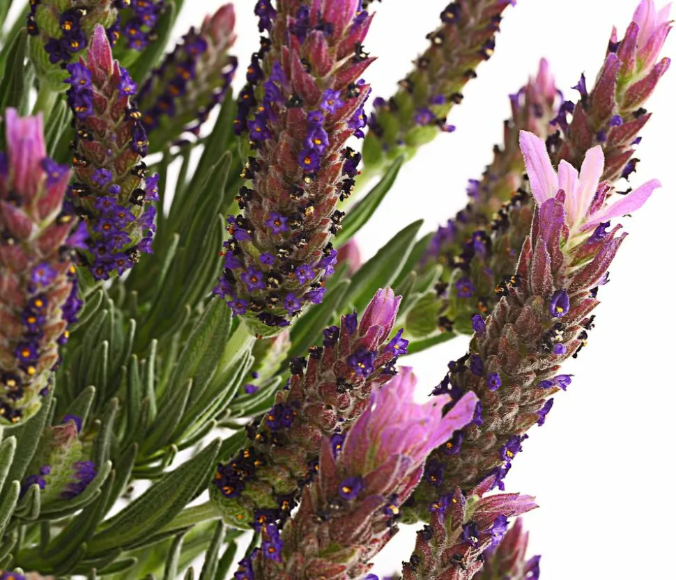 Schopf-Lavendel, Stämmchen