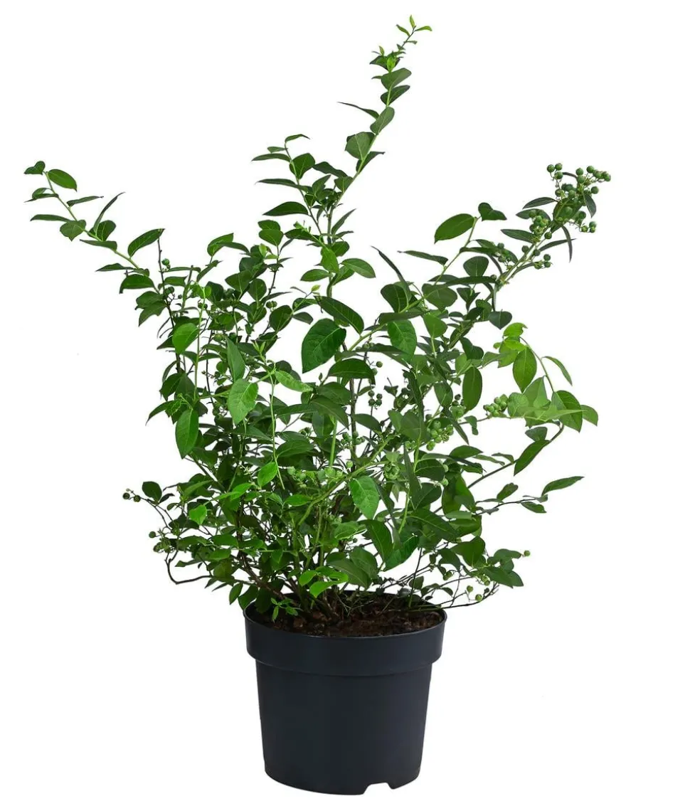 Schwarze Heidelbeere 'Black Pearl'
