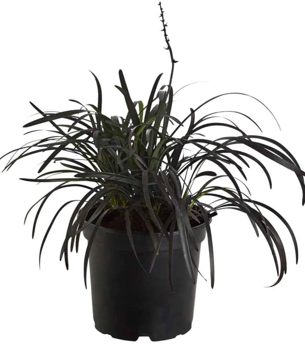 Schwarzer Schlangenbart 'Niger'